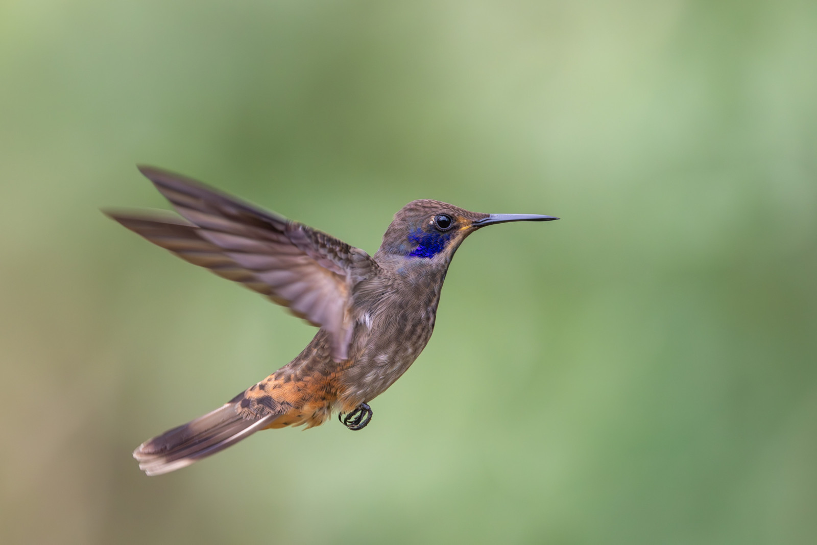 image Brown Violetear